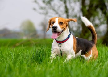 তিন ধরনের পোষা প্রাণী পালনে কর নেবে ডিএসসিসি